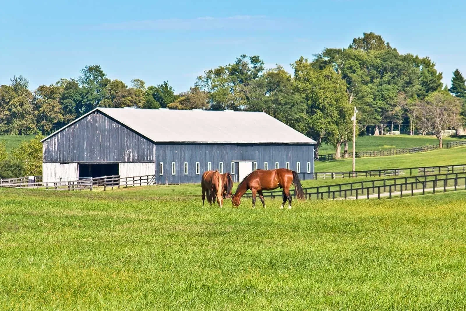 Two horses grazing in a field near a barn.