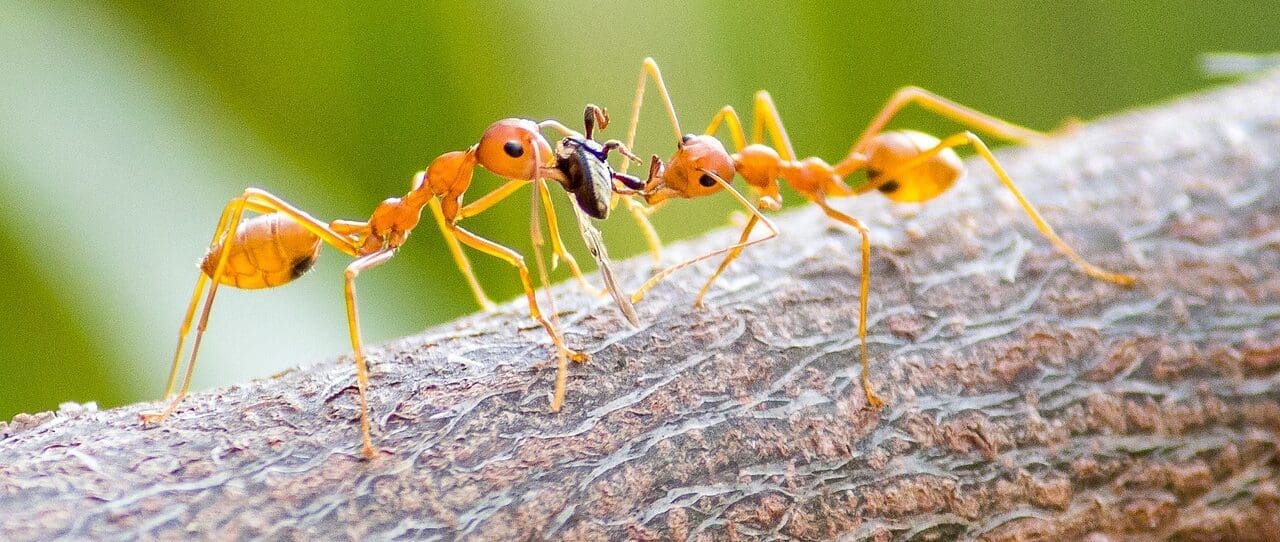 two yellow ants are fighting for food